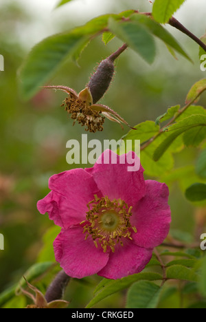 Rosa moyesii, Rosa selvatica, Singolo rosa rosa canina che crescono su arbusti Foto Stock