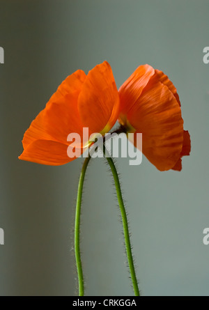 Papaver croceum "Summer Breeze', papavero, islandese di semi di papavero Foto Stock