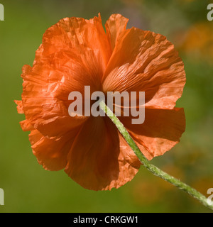 Papaver croceum, Papaver nudicale, papavero, islandese di semi di papavero Foto Stock