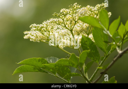 Sambucus nigra, Sambuco Foto Stock