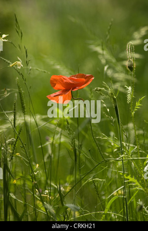 Papaver rhoeas, Papavero Foto Stock