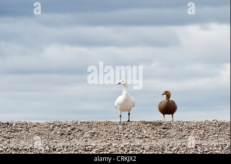 Kelp Goose (Chloephaga hybrida) Coppia adulta in piedi sul orlo Route 40 Chubut provincia argentina Sud America novembre Foto Stock