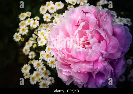 Fiori d'estate peonia rosa e bianco crisantemo Foto Stock