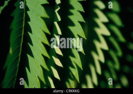 Melianthus major, miele bush Foto Stock