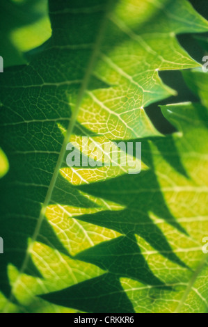 Melianthus major, miele bush Foto Stock