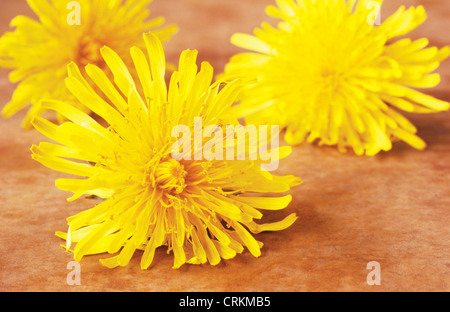 Taraxacum officinale, Tarassaco Foto Stock