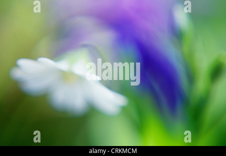 Stellaria holostea, Stitchwort Foto Stock