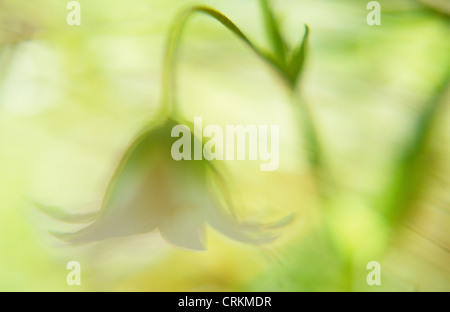 Stellaria holostea, Stitchwort Foto Stock