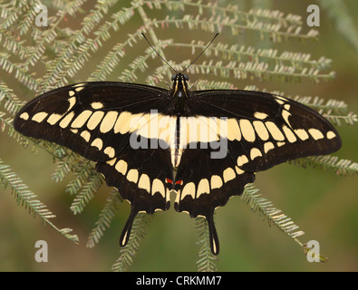 A coda di rondine gigante (Papilio cresphontes) Foto Stock