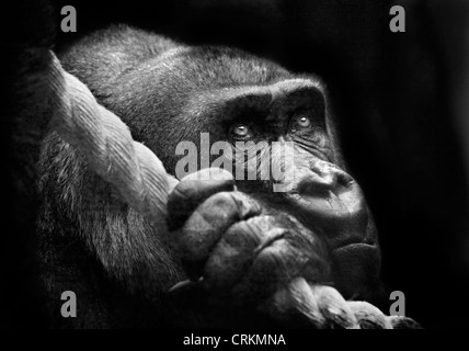 Pianura occidentale (Gorilla gorilla gorilla gorilla) Foto Stock