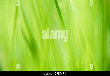 Poa annua, annuale erba di prato Foto Stock