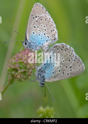 Coppia di grandi farfalle blu (Maculinea arion) coniugata su timo serpillo (Thymus polytrichus) sulla collina di Collard. Foto Stock