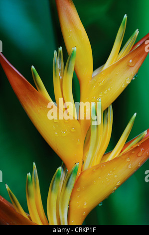 Heliconia Foto Stock