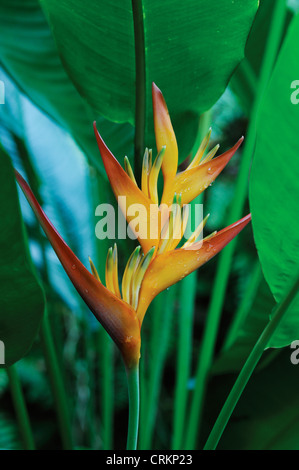 Heliconia Foto Stock