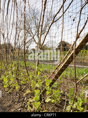 Pisum sativum " Veitch's Western Express', pisello Foto Stock