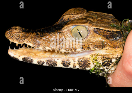 Caimano nana (Palaeosuchus trigonatus) nella foresta pluviale, orientale dell'Ecuador Foto Stock