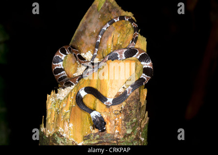Catesbey la lumaca-eater (Dipsas catesbeyi) su un ceppo di albero nella foresta pluviale, Ecuador Foto Stock