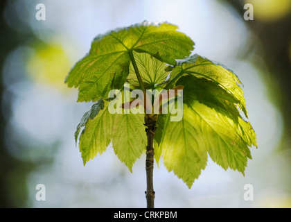 Acer pseudoplatanus, Sycamore Foto Stock