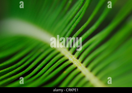 Cycas revoluta, Palm, Sago palm Foto Stock