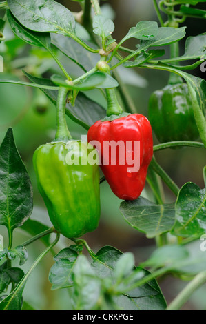 Il Capsicum annuum, pepe, peperoncino dolce Foto Stock