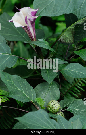 Brugmansia 'Inoxia', Angeli' trombe Foto Stock