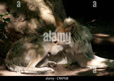 Messicano lupo grigio. Foto Stock