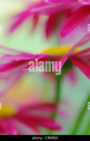 Tanacetum coccineum " Robinson's rosso", dipinto di Daisy Foto Stock