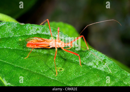 Assassin Bug. Su una foglia nella foresta pluviale, Ecuador Foto Stock