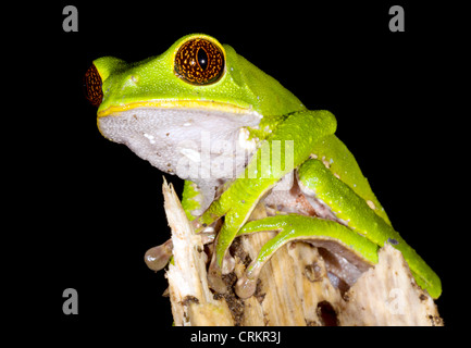 Tarsier scimmia (Rana Phyllomedusa tarsius) nella foresta pluviale tropicale, Ecuador Foto Stock