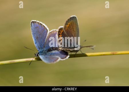 Argento studded Blue Butterfly Plebeius argus Foto Stock