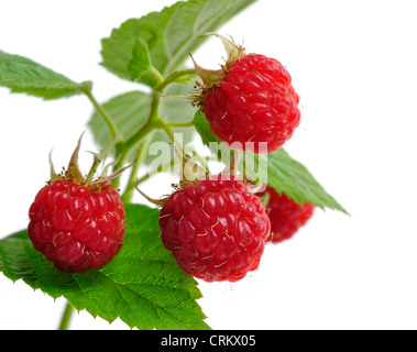 Lamponi freschi ramo su sfondo bianco Foto Stock