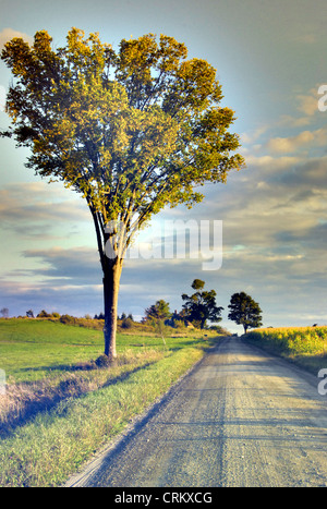 Unico elm tree nelle zone rurali del New England sulla strada di campagna in estate, Vermont USA Foto Stock