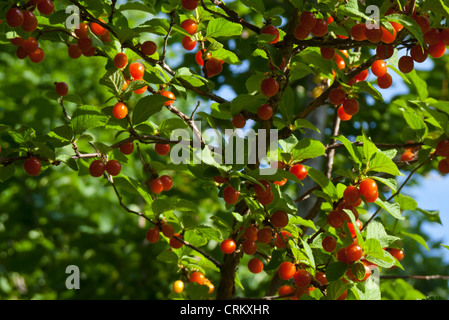 Mature Nanchino ciliegio (Prunus tomentosa) in estate, Loveland CO USA Foto Stock