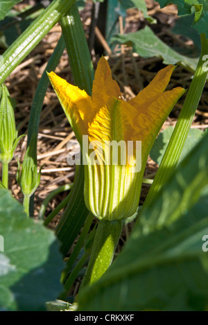 Squash blossom in fiore nel giardino vegetale, Clinton MO, USA Foto Stock