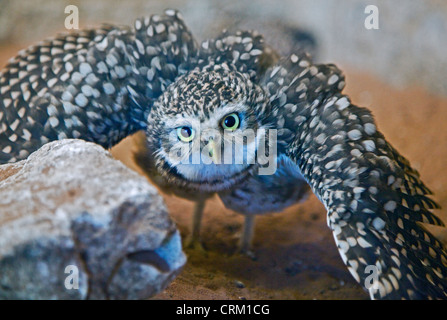 Scavando la civetta (Athene cunicularia) maschio visualizzazione in difesa di una femmina di nesting Foto Stock