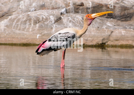 Dipinto di Stork ( Myceteria Leucocephala ) Foto Stock