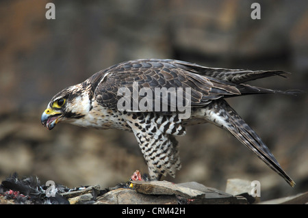 Il novellame di falco pellegrino falco peregrinus Foto Stock