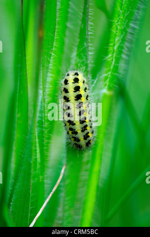 Sei-spot burnett moth caterpillar. Somerset, Regno Unito Maggio 2012 Foto Stock