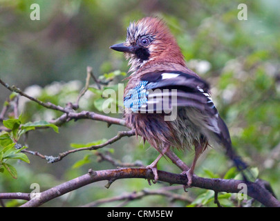 Eurasian Jay (Garrulus glandarius) bagnate dopo la balneazione, REGNO UNITO Foto Stock