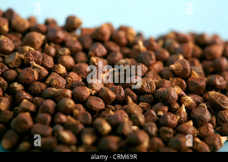 West African spice utilizzato per arrestare indigestione Foto Stock