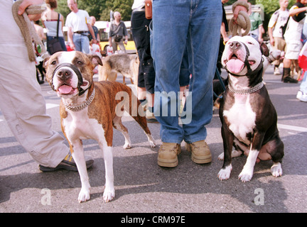 Due cani da combattimento sul Fiffi Parade di Berlino Foto Stock