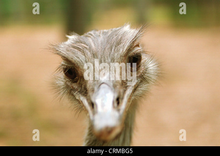 Pommern, divertente ritratto di una UEM Foto Stock