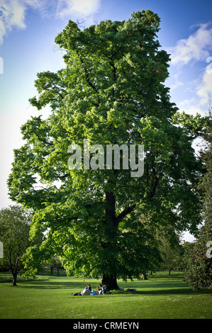 La gente seduta sotto agli alberi in Regents Park, Londra Foto Stock