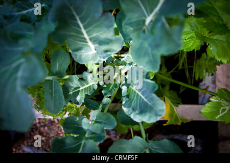 Giovani pianta di broccoli crescente nella casella di vegetali Foto Stock