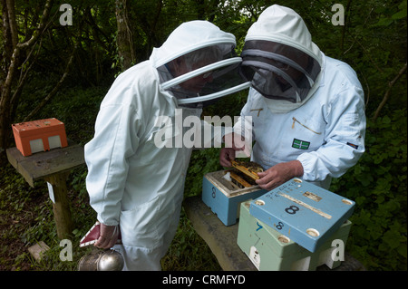 Controllo Queen Bee hive di accoppiamento - individui sono scelti per la salute, per ridurre brulicante e ad essere docili Foto Stock