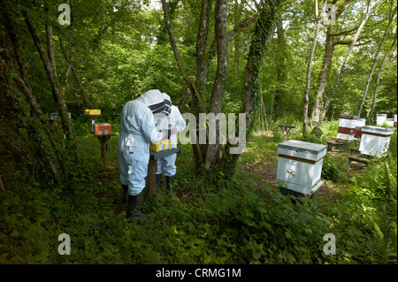 Controllo Queen Bee hive di accoppiamento - individui sono scelti per la salute, per ridurre brulicante e ad essere docili Foto Stock