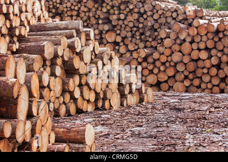 Logs impilati in un deposito di legname prima della spedizione per il Regno Unito Foto Stock