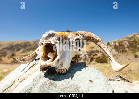 Un cranio di pecora su un masso a Borrowdale, Lake District, UK. Foto Stock