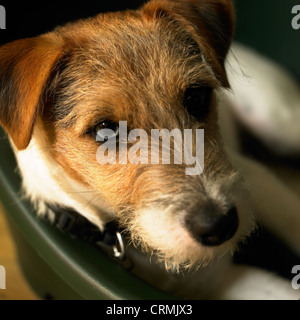 Un Parson Russell Terrier cane cercando di fotocamera Foto Stock