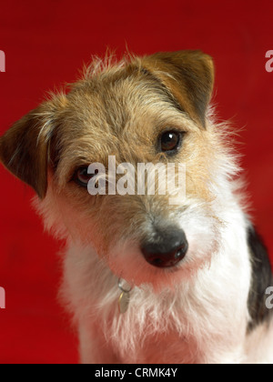 Un Parson Russell Terrier cane cercando di fotocamera Foto Stock